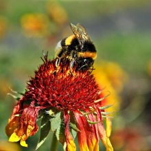 Hummel / ******