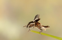 "Richten WINGS" / ***