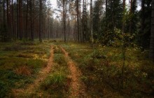 Ruhig im Wald / ***
