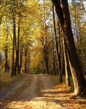 Und die Scheibenwischer wischen den Herbst / .....