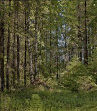 Ecke des Forest 2 / ***********