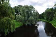 Trauerweide am Fluss / ***