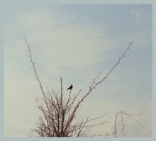 bird / ________________