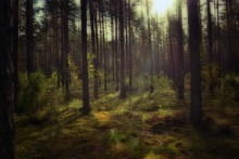 as - eines Morgens in den Wald / .....