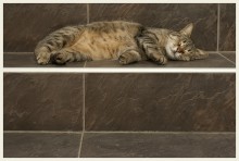 Cat#2 / ____________