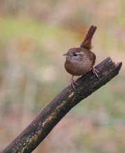 Grasshopper - wren / ***