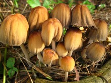Ein Chor von Familie / ***
