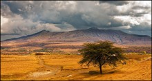 Die gelbe heißen Afrika - 1 / ***