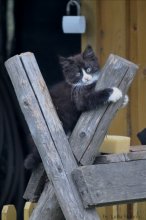 cat / ***