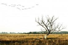 Ponemone / ***