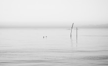 Two birds ... / ***