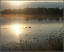 Dawn of Ducks / ***