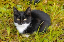 Autumn kote ... :) / ***