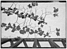 Zweig / ***