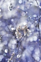 Traum / ***