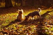 Spaziergang ... oder Yorkshire Terrier / ________________