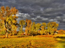 Evening Gold- / ***