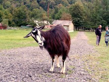 ... Mein Name ist Rosa. Und Sie? / ***