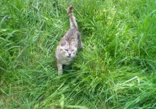 Katze aus dem Dorf / ***