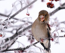 grosbeak - the mountain ash in the nose / ***