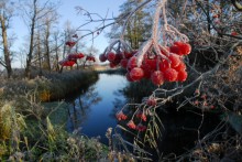 Der erste Frost / ***