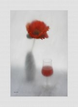 Poppy ...... / .................