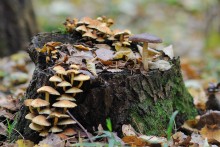 Pilze auf penechke / *****