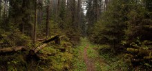 Deep Forest / *****