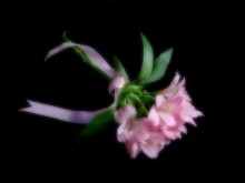 Und kann man von einem Blumen-Traum, ein Vogel fliegen ... / http://www.youtube.com/watch?v=CYukiw1eRok&feature=related