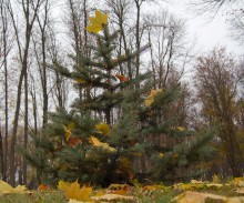 ... In den Wald, wuchs sie ... / .....