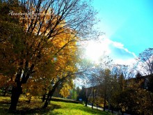 Golden Autumn / ***