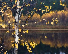 Das letzte Blatt gepflückt Herbst / ***
