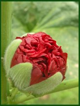 Die Geburt einer neuen Farbe / ***