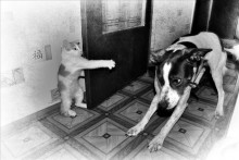 Feet up, Hund! / ---------