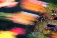 Herbstfarben / ***