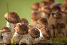Familie Tadschiken / ***