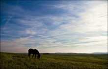 Auf dem Pferd, Ziegen und Wolken .. / ***