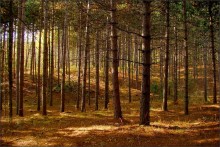 Ganaraska Forest ..7 / ***