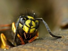 Sächsische Wespe / Dolichovespula saxonica