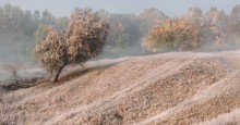 Autumn Frost - II / ***