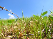 Gras / ***