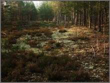 In the Forest / ***