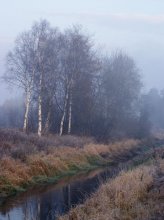 Birches / ,,,,,,,,,,,,,,,,,,,,,