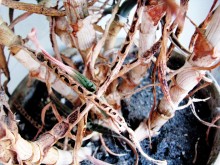 Getrocknete Blumen / ***