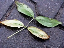 Herbst / ***