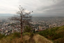 Georgia ... / ***
