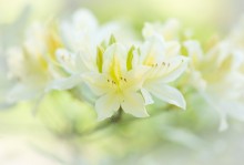 Frühling Licht / ***
