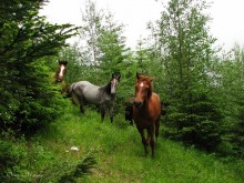 "Horses wählerisch" / ******************