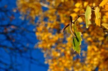 Goldener Herbst / ***