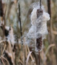 Reed Baby ... / ***